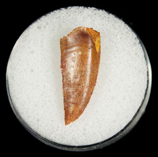 Large Raptor Tooth From Morocco #5061